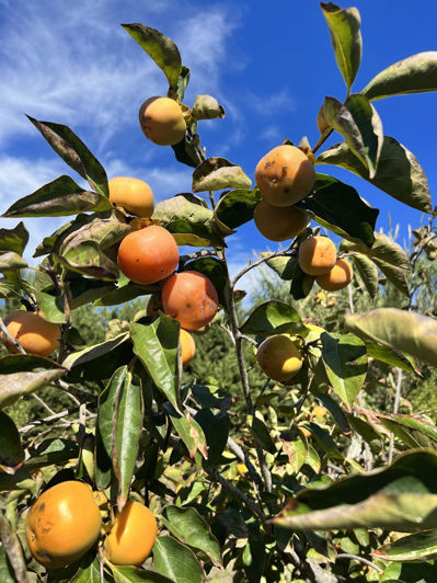 Image No.6-Finca de 3 chambres à vendre à Estepona