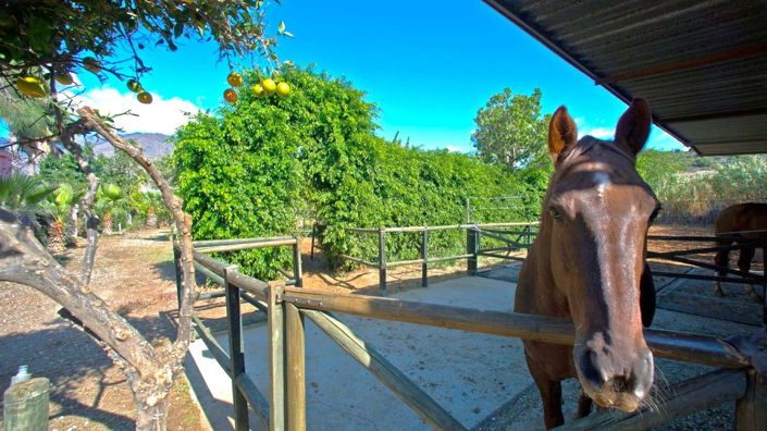 Image No.10-Finca de 3 chambres à vendre à Estepona