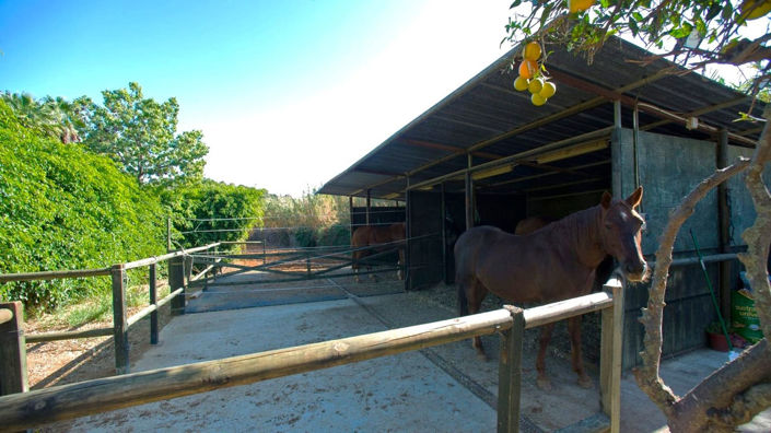 Image No.2-Finca de 3 chambres à vendre à Estepona