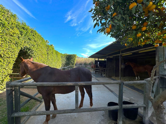 Image No.27-Finca de 3 chambres à vendre à Estepona