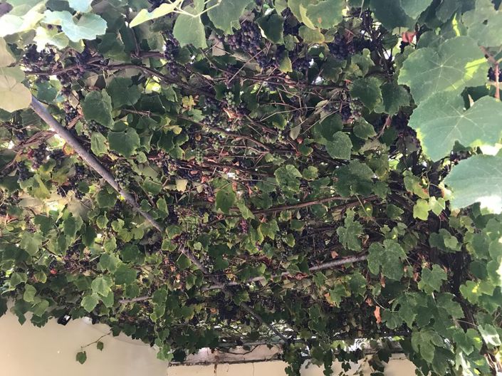 Image No.25-Propriété à vendre à Corfou