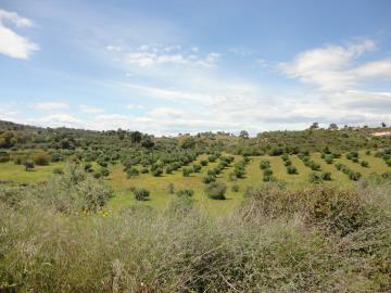 PORTO-HELI-OLIVE-TREES