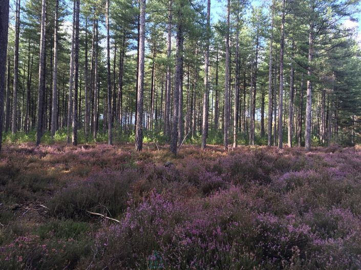 Image No.6-Châteaux à vendre à Salbris