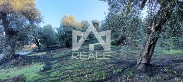 Image No.2-Plot for sale