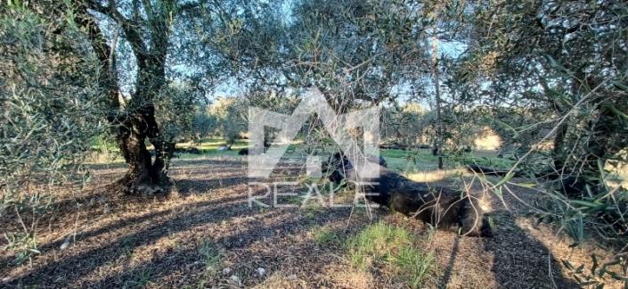 Image No.3-Terrain à vendre à Kerkyra