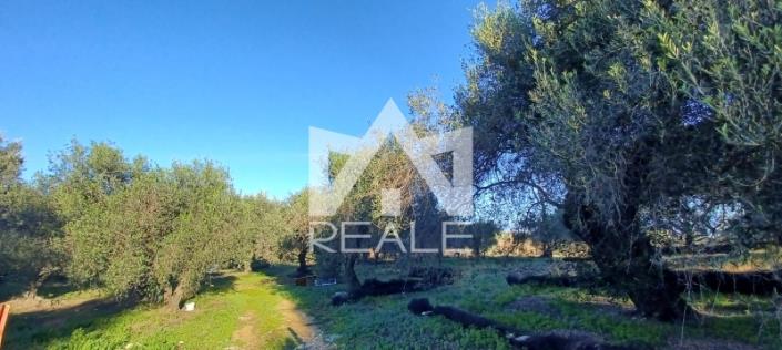 Image No.4-Terrain à vendre à Kerkyra