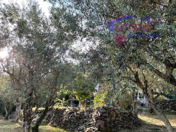 Image No.35-Ferme de 5 chambres à vendre à Castanheira de Pêra