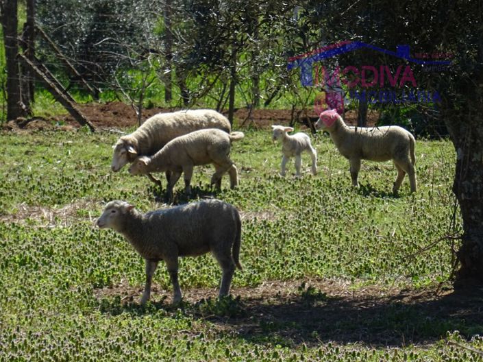 Image No.23-Maison à vendre à Pedrógão Grande