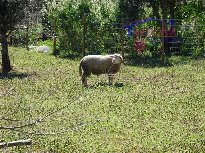 Image No.24-Maison à vendre à Pedrógão Grande