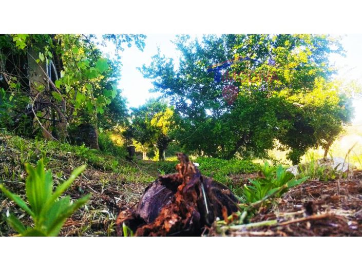 Image No.39-Ferme de 2 chambres à vendre à Pedrógão Grande