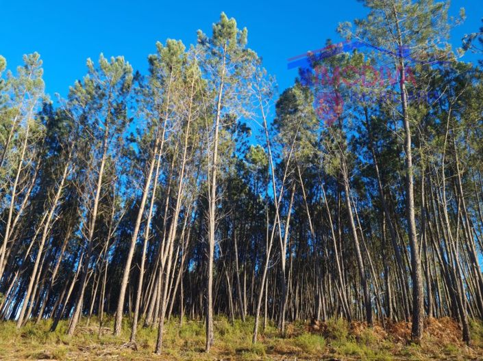 Image No.13-Plot for sale