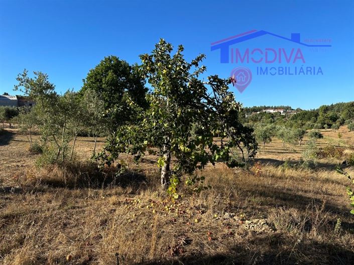 Image No.33-Maison de 3 chambres à vendre à Pedrógão Grande