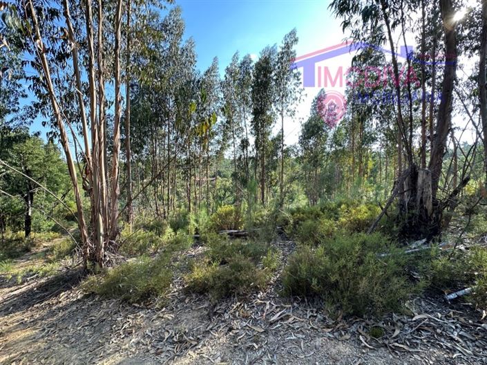 Image No.29-Maison à vendre à Pedrógão Grande
