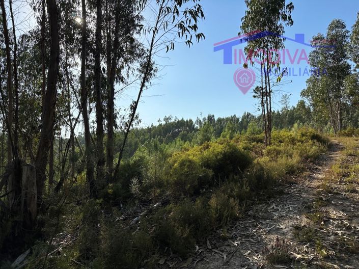 Image No.27-Maison à vendre à Pedrógão Grande