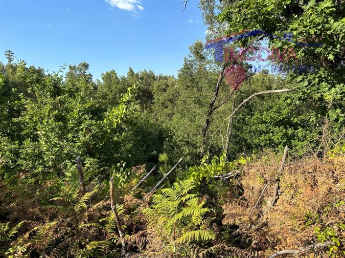 Image No.32-Maison à vendre à Pedrógão Grande