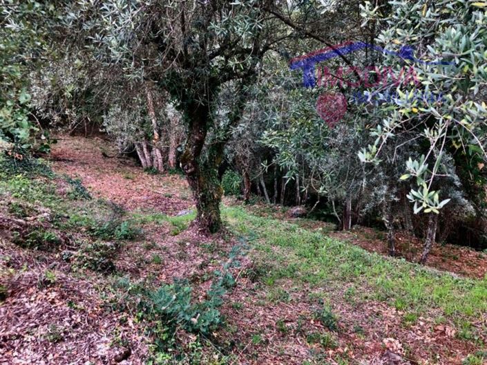 Image No.15-Terrain à vendre à Pedrógão Grande