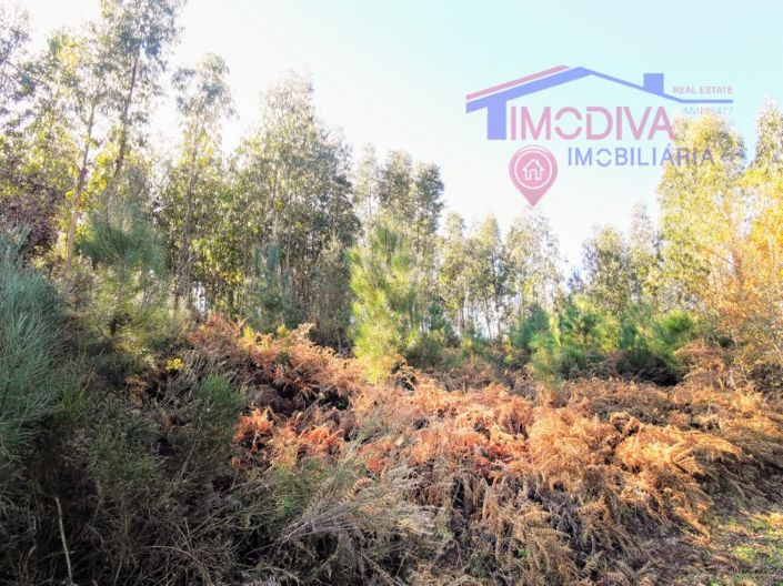 Image No.31-Maison de 3 chambres à vendre à Pedrógão Grande