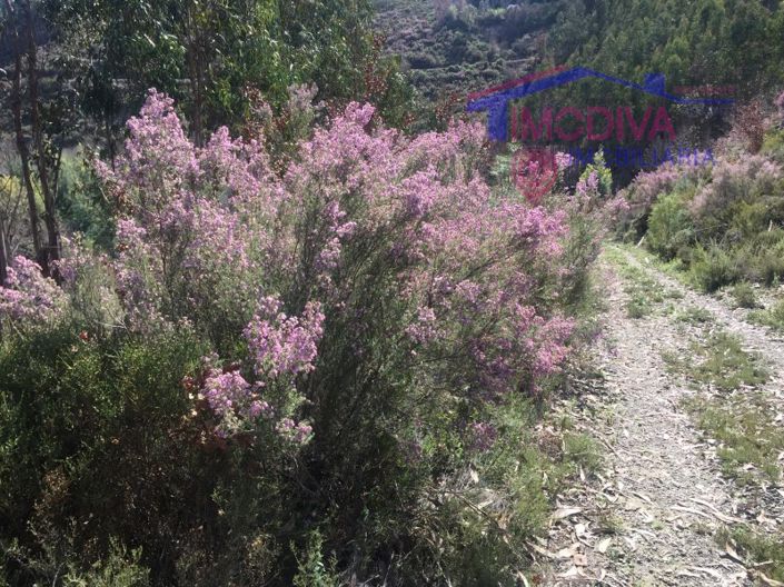 Image No.17-Maison à vendre à Pedrógão Grande