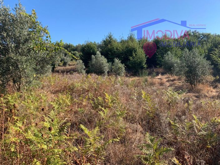 Image No.10-Ferme à vendre à Pedrógão Grande