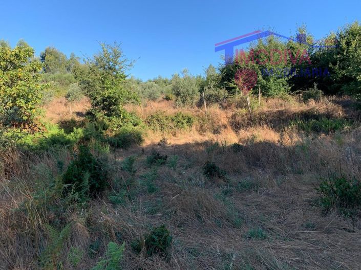 Image No.12-Ferme à vendre à Pedrógão Grande