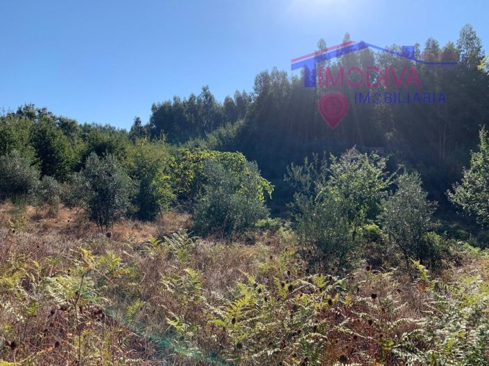 Image No.14-Ferme à vendre à Pedrógão Grande