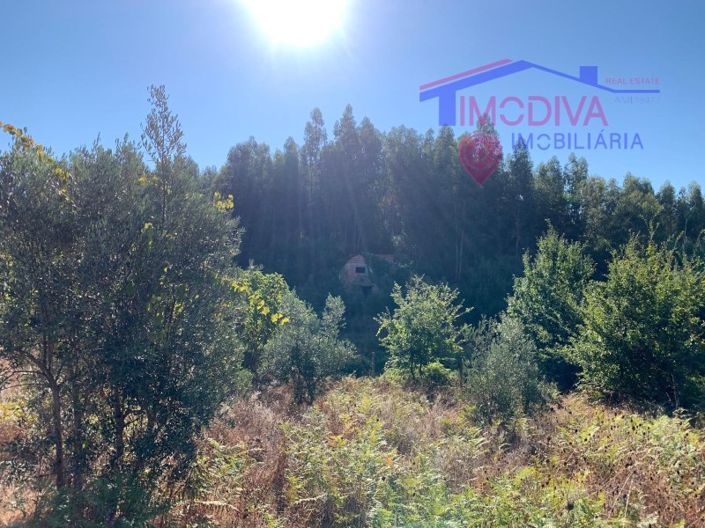 Image No.15-Ferme à vendre à Pedrógão Grande