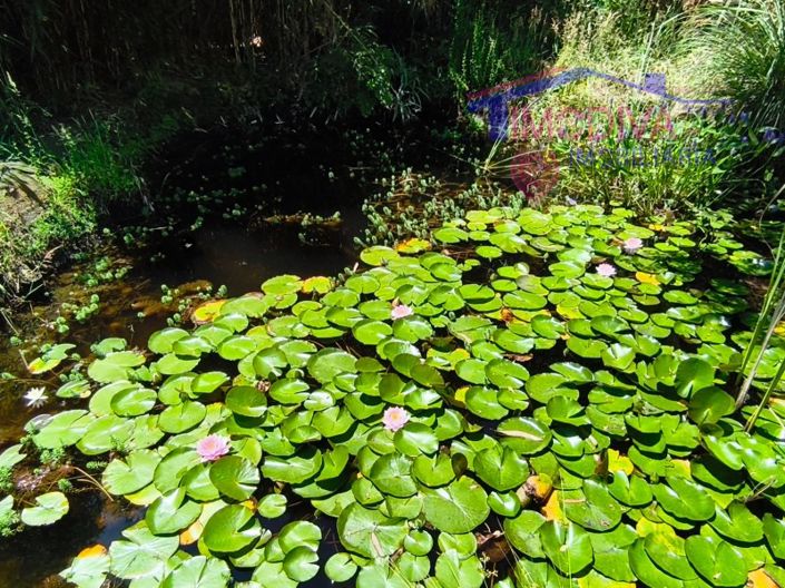 Image No.7-Maison de 3 chambres à vendre à Figueiró dos Vinhos
