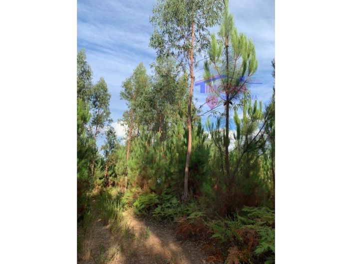 Image No.2-Terrain à vendre à Pedrógão Grande