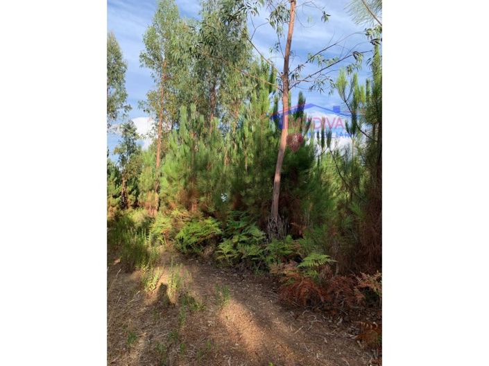 Image No.3-Terrain à vendre à Pedrógão Grande