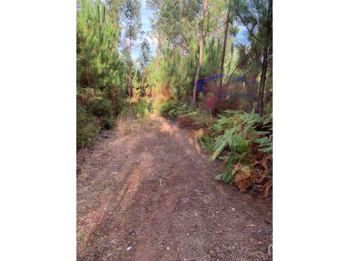 Image No.4-Terrain à vendre à Pedrógão Grande