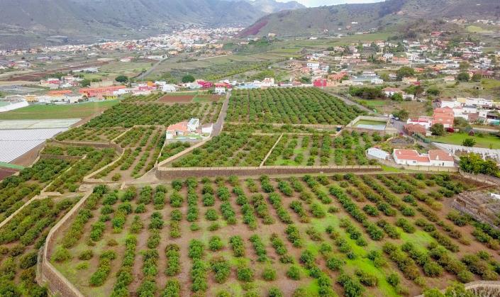 Image No.4-3 Bed Finca for sale