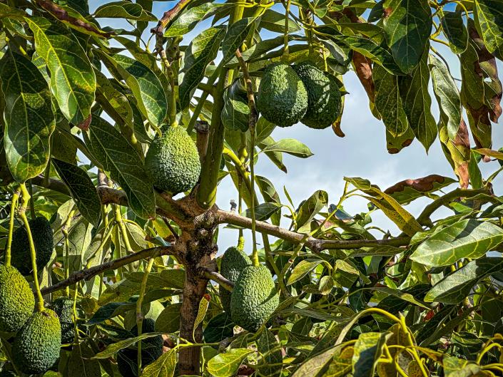 Image No.23-3 Bed Finca for sale