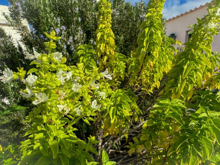 Image No.31-3 Bed Finca for sale