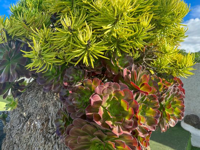 Image No.29-3 Bed Finca for sale