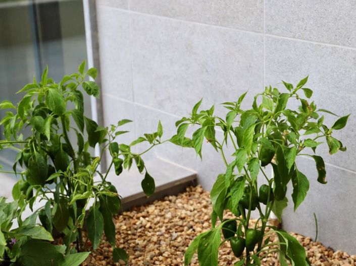 Image No.42-Appartement de 2 chambres à vendre à Faro City