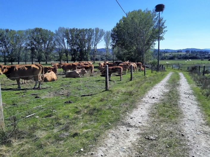 Image No.39-Maison de 7 chambres à vendre à Covilhã