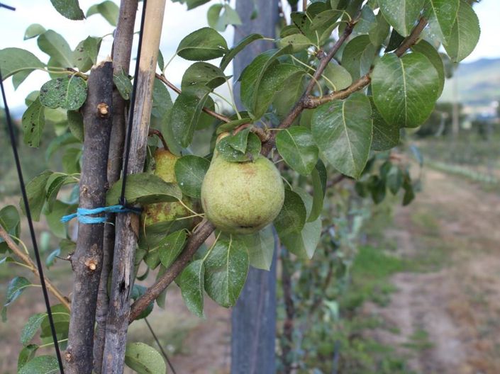 Image No.20-Maison de 6 chambres à vendre à Belmonte