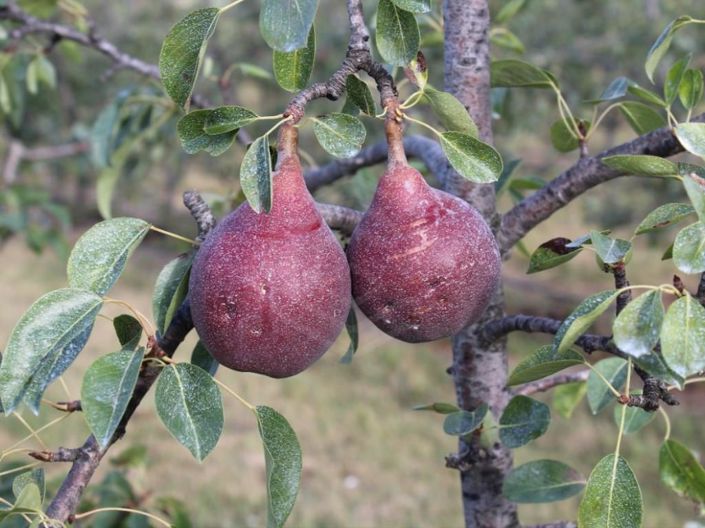 Image No.21-Maison de 6 chambres à vendre à Belmonte