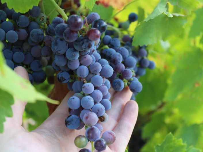 Image No.23-Maison de 6 chambres à vendre à Belmonte