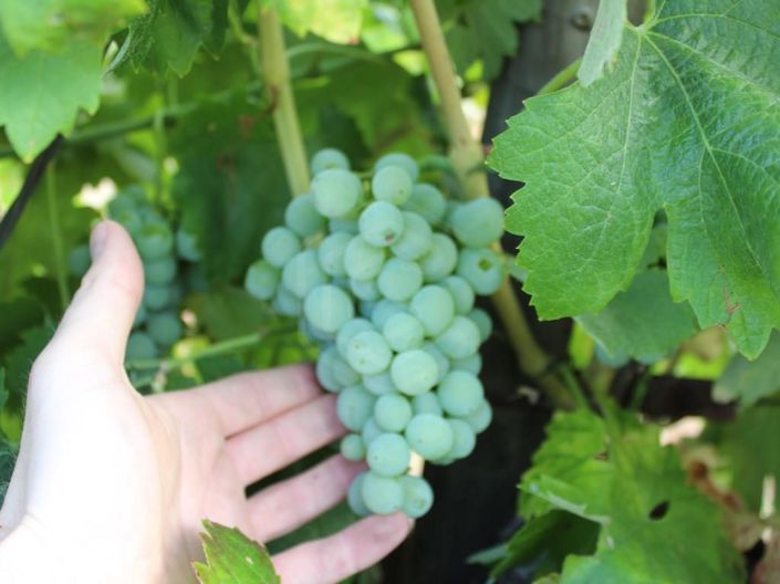 Image No.24-Maison de 6 chambres à vendre à Belmonte