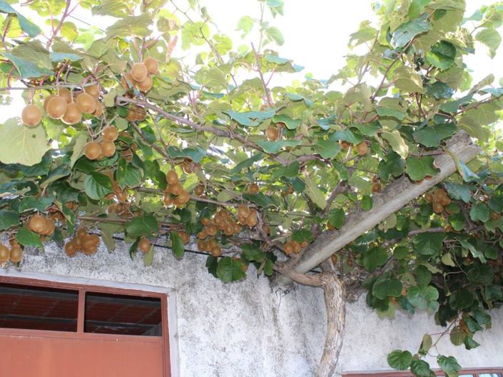 Image No.25-Maison de 6 chambres à vendre à Belmonte