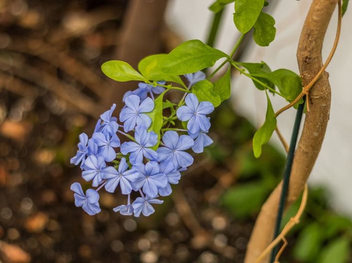 Image No.18-Maison de 7 chambres à vendre à Loule