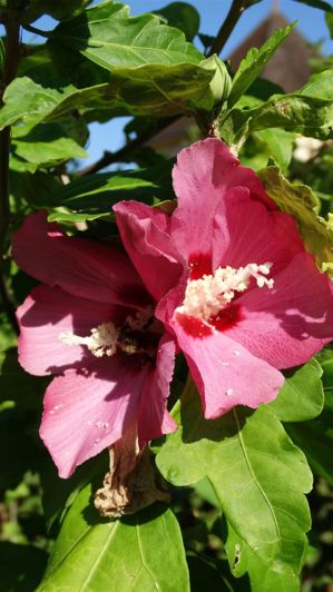 Image No.7-Propriété de 4 chambres à vendre à Gourdon