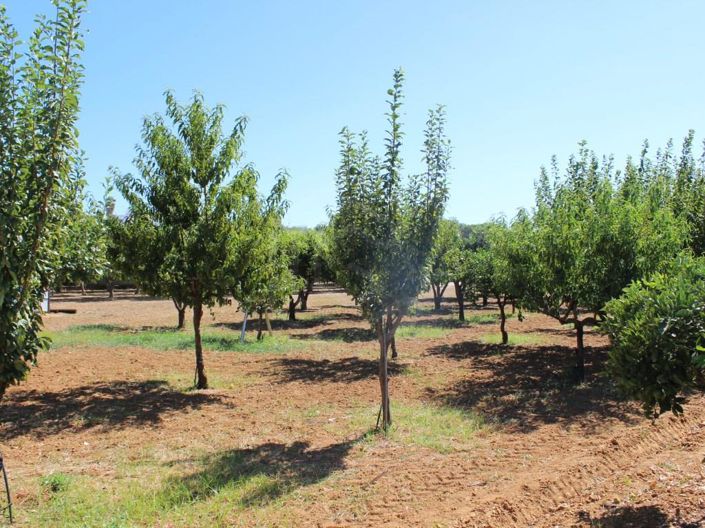 Image No.7-Maison de 4 chambres à vendre à Tavira
