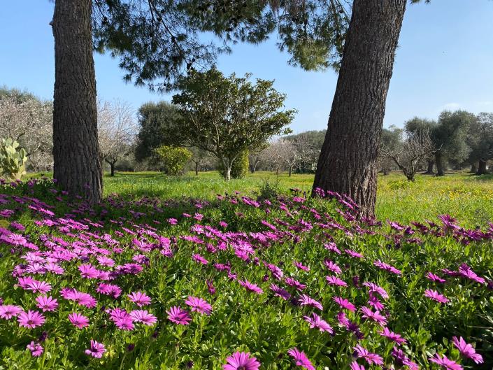 Image No.13-1 Bed Cottage for sale