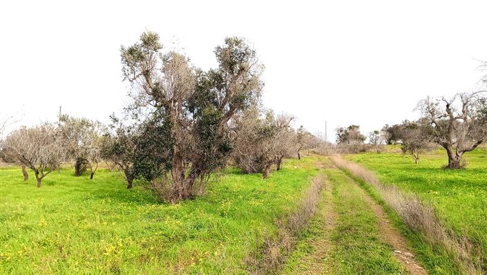 Image No.28-Propriété de 2 chambres à vendre à San Vito dei Normanni