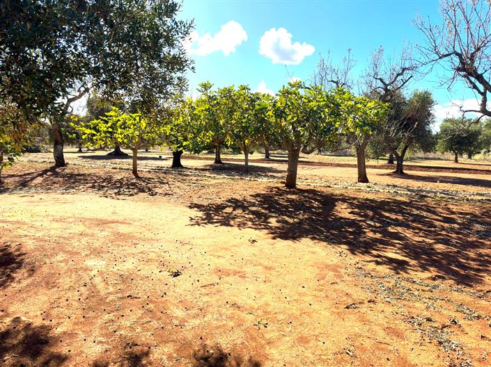 Image No.17-Propriété de 2 chambres à vendre à San Vito dei Normanni