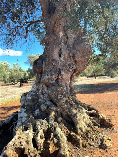 Image No.18-Propriété de 2 chambres à vendre à San Vito dei Normanni