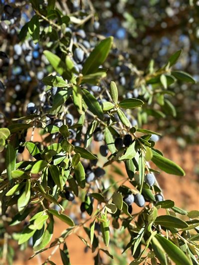 Image No.19-Propriété de 2 chambres à vendre à San Vito dei Normanni