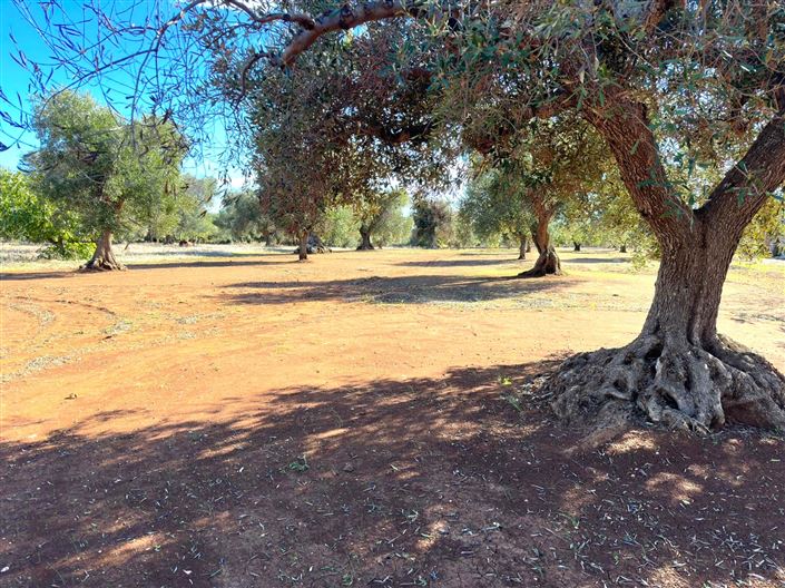 Image No.24-Propriété de 2 chambres à vendre à San Vito dei Normanni